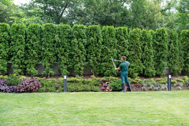 Best Arborist Consultation Services  in Home Garden, CA